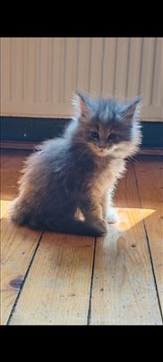 Maine Coon, macici