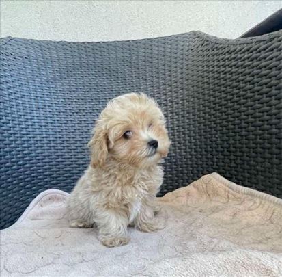Maltipoo MUSKO štene