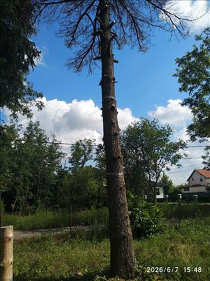 Stablo belog bora