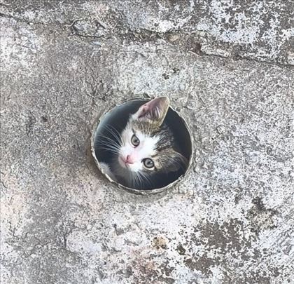 Poklanjamo mačiće