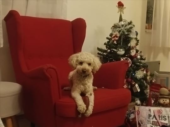 Šetanje pasa(Beograd, Banjica)