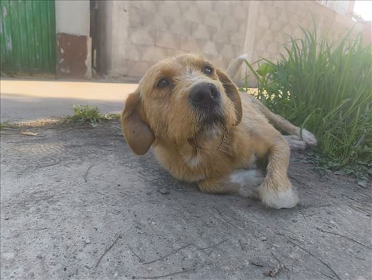 Žuti traži srce koje će ga zauvek voleti! Hitno!
