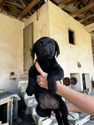Mešanci labradora hitno traže dom