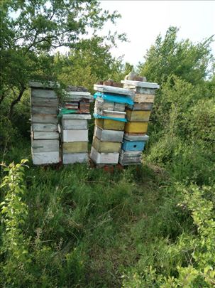 Rojevi pčela na RV ramovima.