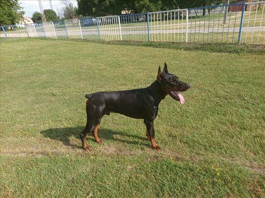 Doberman, odrastao pas