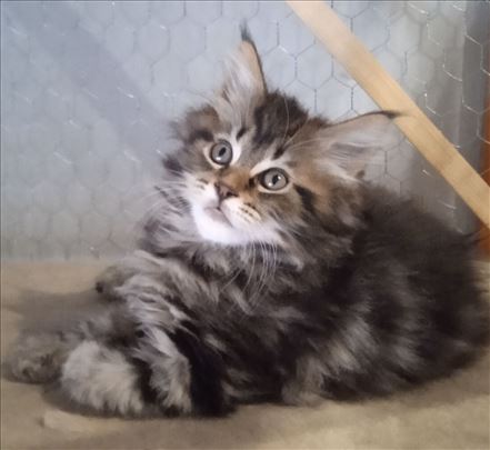 Maine Coon , mače