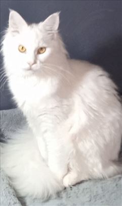 Maine Coon , mlada mačka