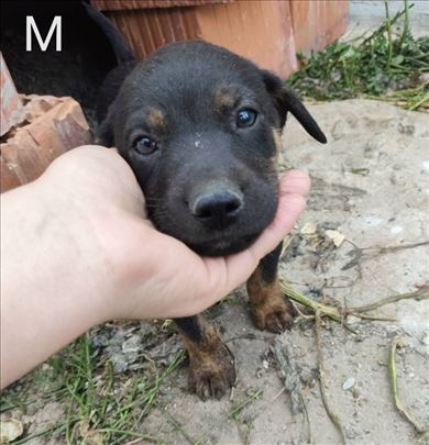 Napušteni kučići hitno traže dom!