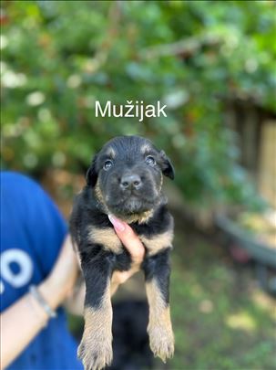 Vojvođanski pulin, štene