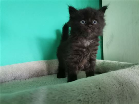 Maine Coon , mačići