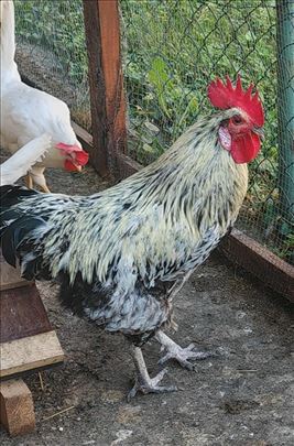 Petao na poklon