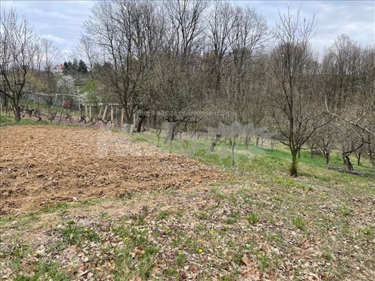 Stara lipovica, plac 16 ari
