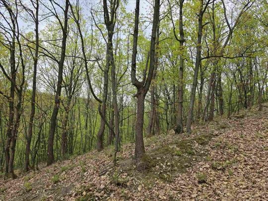 Aranđelovac, Bukovik, šuma, 1,28ha ID#1977