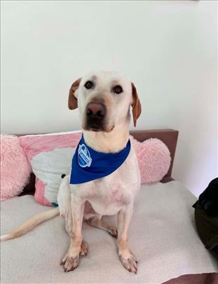 Labrador retriver, mlad pas