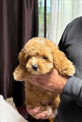 Maltipoo zenka