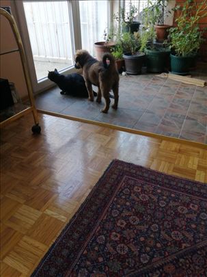 Prevoz kućnih ljubimaca