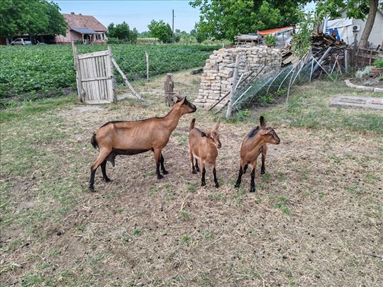 Alpska koza i jarac 