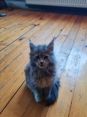 Maine Coon , macici