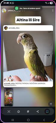 IZGUBLJEN PAPAGAJ ALTINA