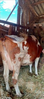 Krave