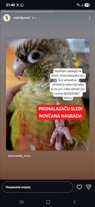 IZGUBLJEN PAPAGAJ ALTINA