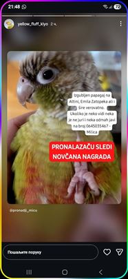 IZGUBLJEN PAPAGAJ ALTINA