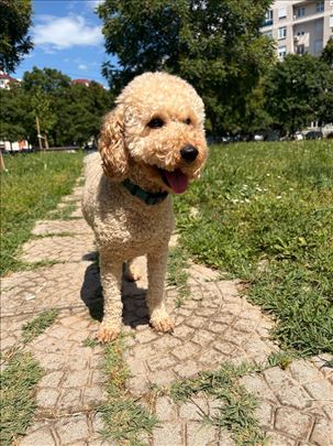 Pudla, odrastao pas