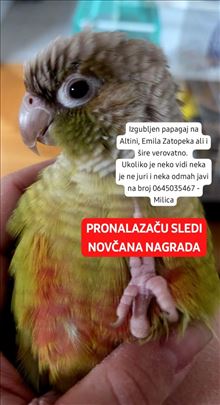 NESTAO PAPAGAJ ALTINA