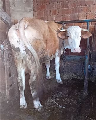 Prodaja umaticene krave