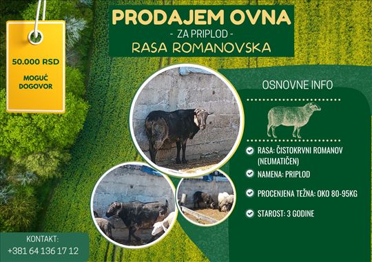 Prodajem ovna za priplod