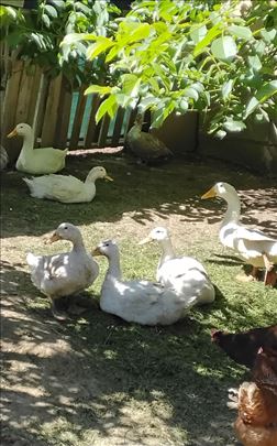 Bele tovne ukrštene patke