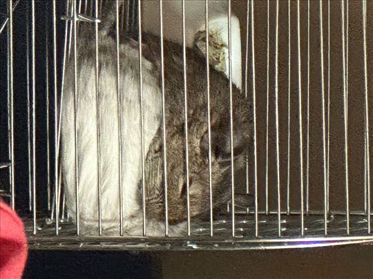 Dve muske degu veverice+kavez