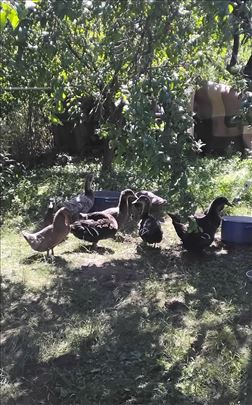 Ruanske mlade patke- teški tip