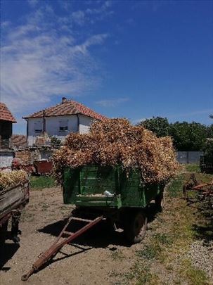 Detelina (bale) 