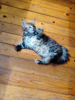 Maine Coon , mlada mačka