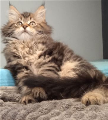 Maine Coon , muško mače