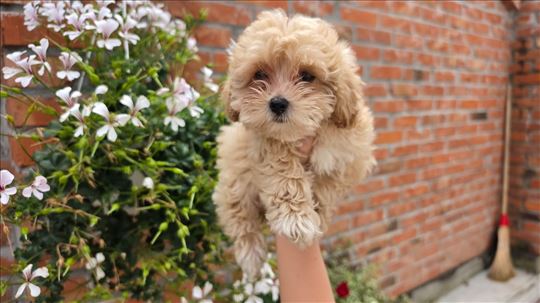 Maltipoo stenci