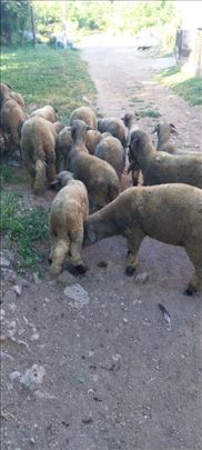 Svrljiški jagnjići