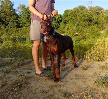 Dobermanka Rea traži dom