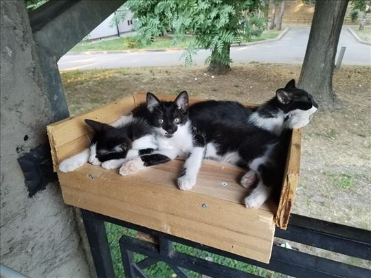 Poklanjam preslatke mačiće starosti 2,5 meseca!