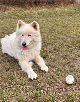 Samojed, odrastao pas na udomljavanje