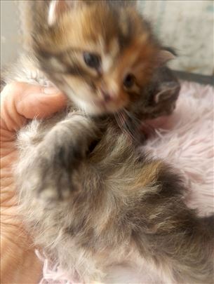 Maine Coon, mače