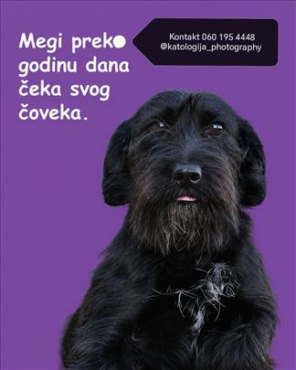 Megi traži svoj dobri dom. 
