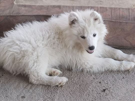 Samojed, štene