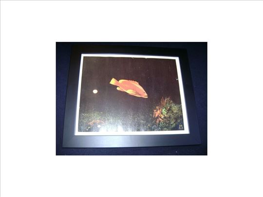 Dragan Malesevic Tapi Fish