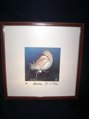 Dragan Malesevic Tapi Nautilus