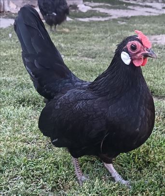Crni Bantami matično jato 4+1