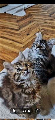 Maine Coon , devojčice 