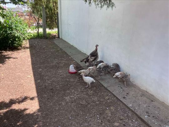 Na prodaju domaće ćurke