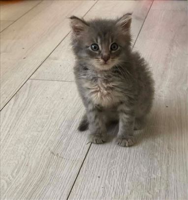 Maine Coon , mače